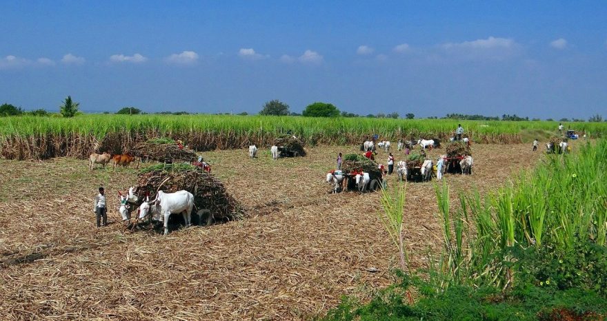 Rinnovabili • riforma agricola