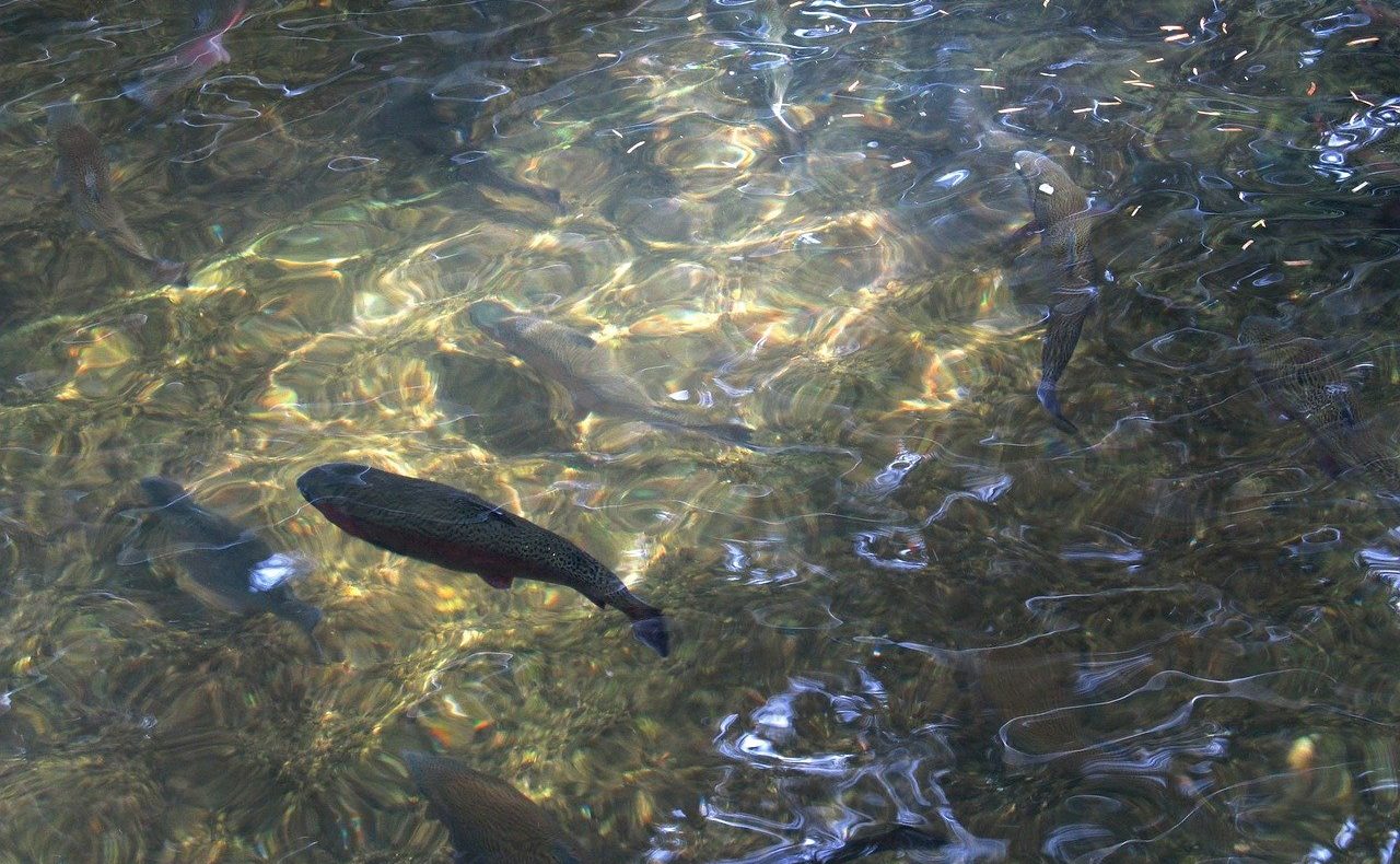 trota mediterranea