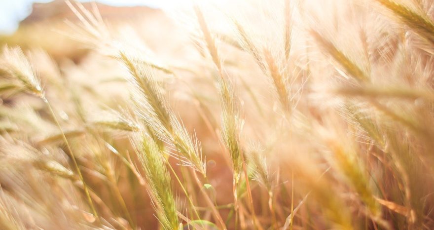 Rinnovabili • agricoltura