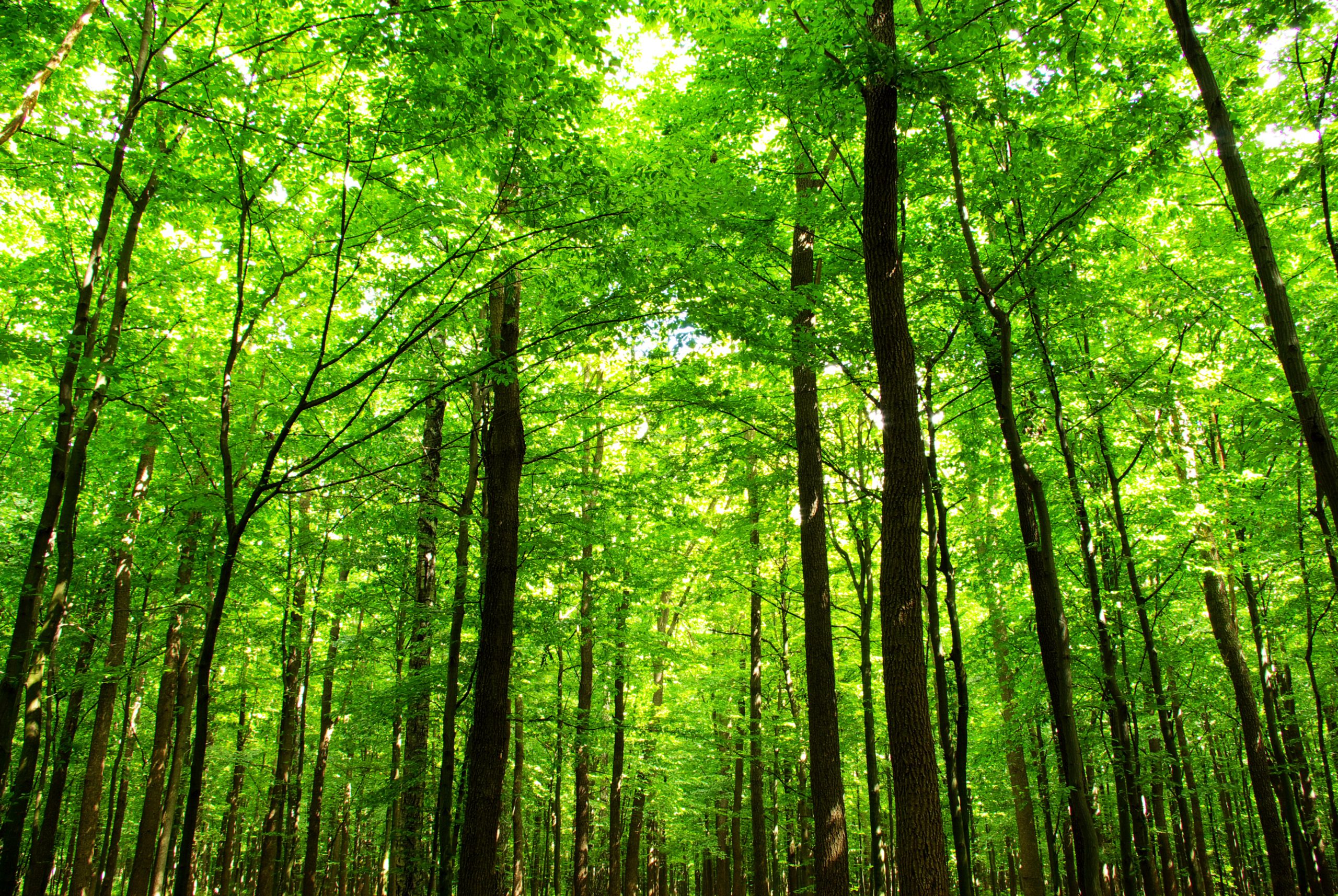 biomasse legnose pnrr