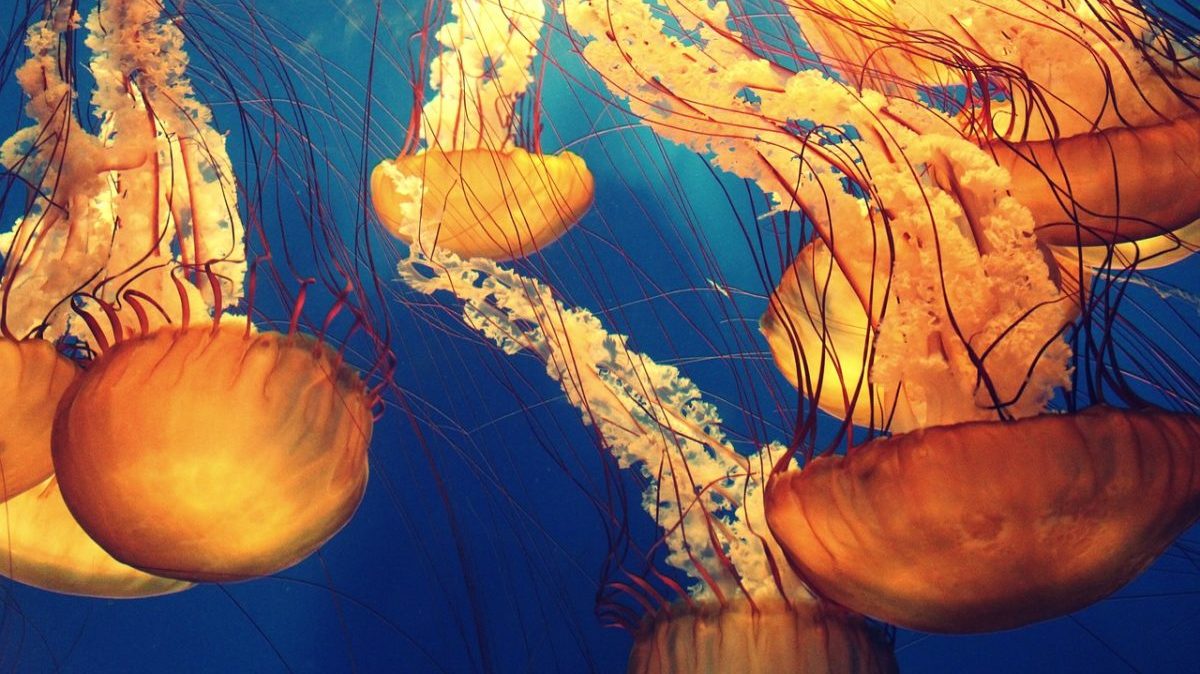 Tutela degli oceani: ecco le aree marine che la COP15 deve proteggere