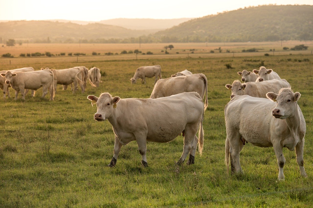 Rinnovabili • agricoltura allevamenti