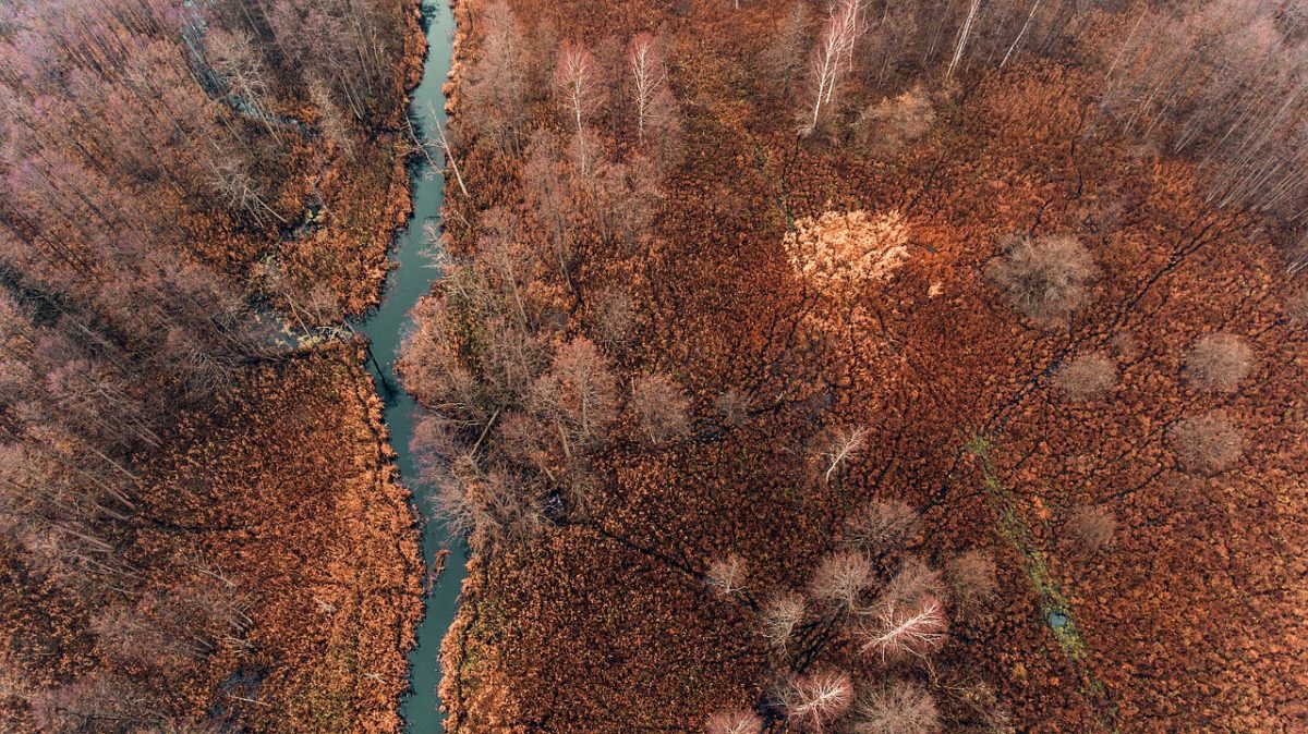Rinnovabili • Foresta di Bialowieza: la Polonia riaccende le motoseghe