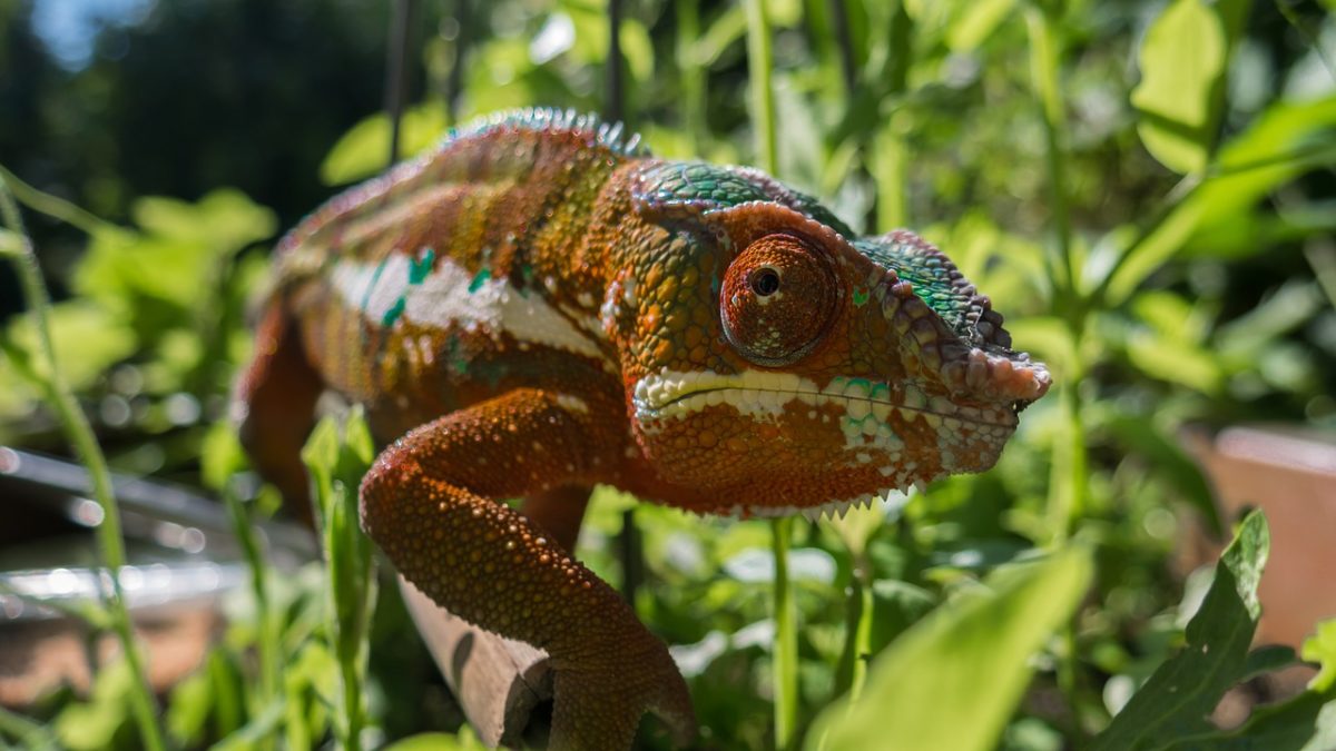 Capitale naturale: quando proteggere gli ecosistemi fa bene all’economia