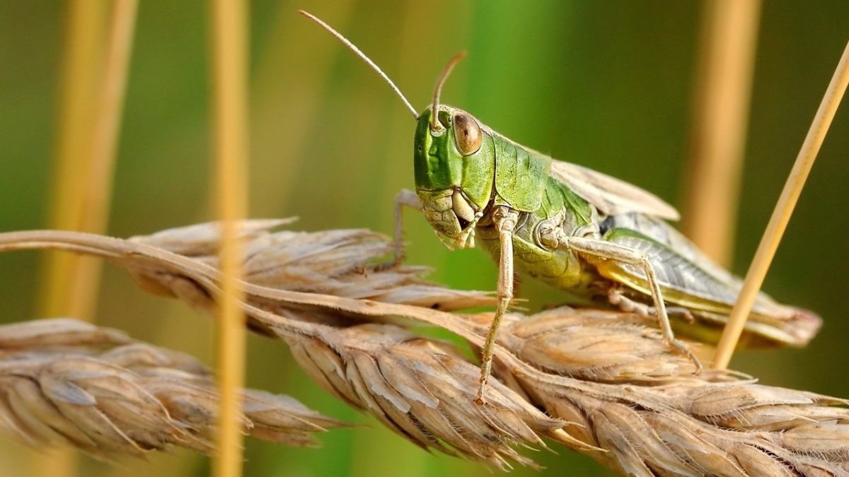 Disastri climatici: report FAO, sono triplicati in 50 anni