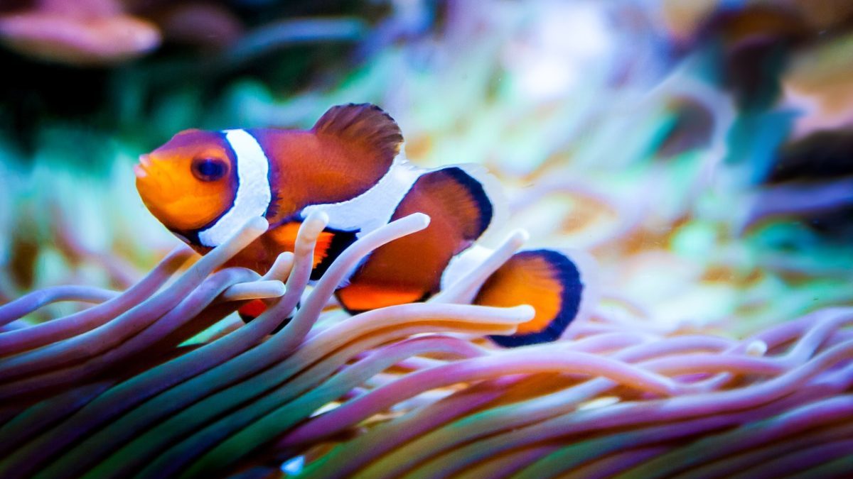 Carbonio blu: i siti UNESCO dell’Australia sono da record