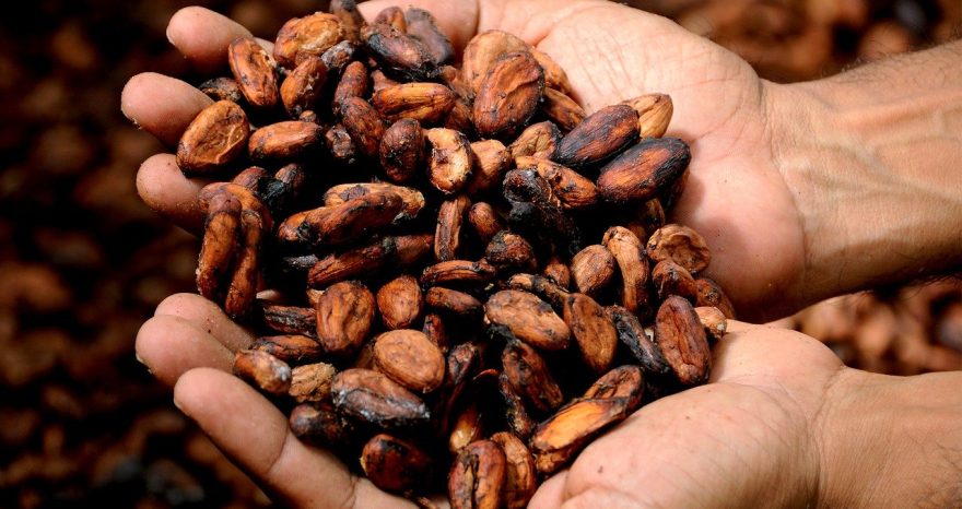 Rinnovabili • cacao