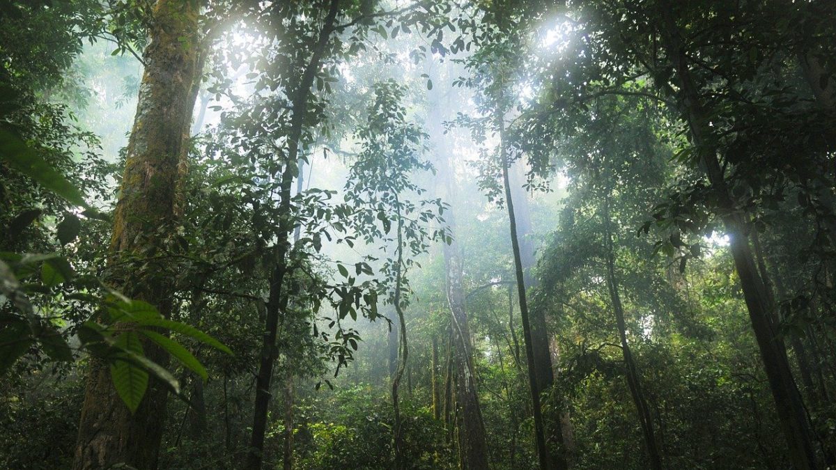 Foreste pluviali: devastato il 64% a livello globale