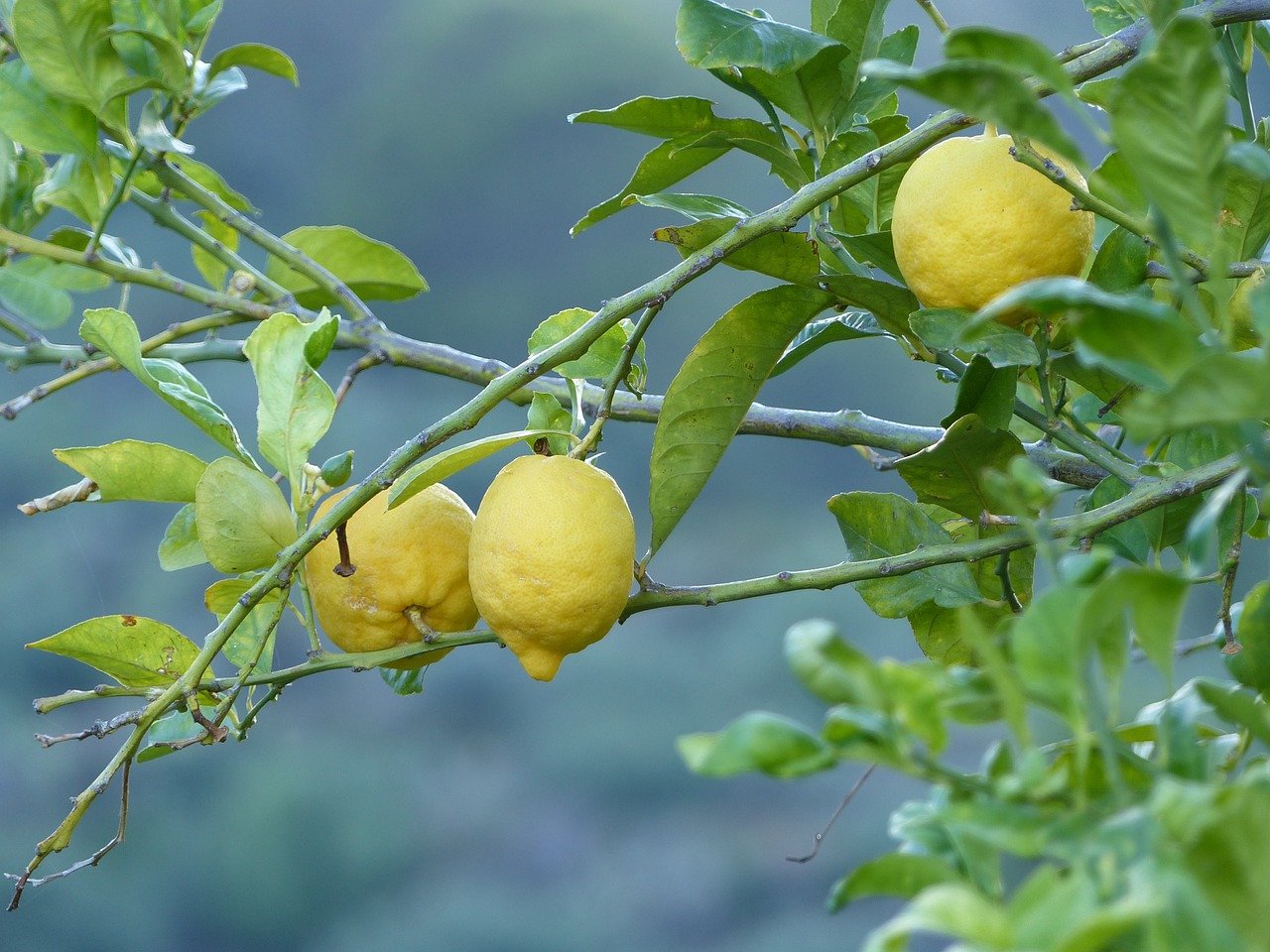 filiera agroalimentare