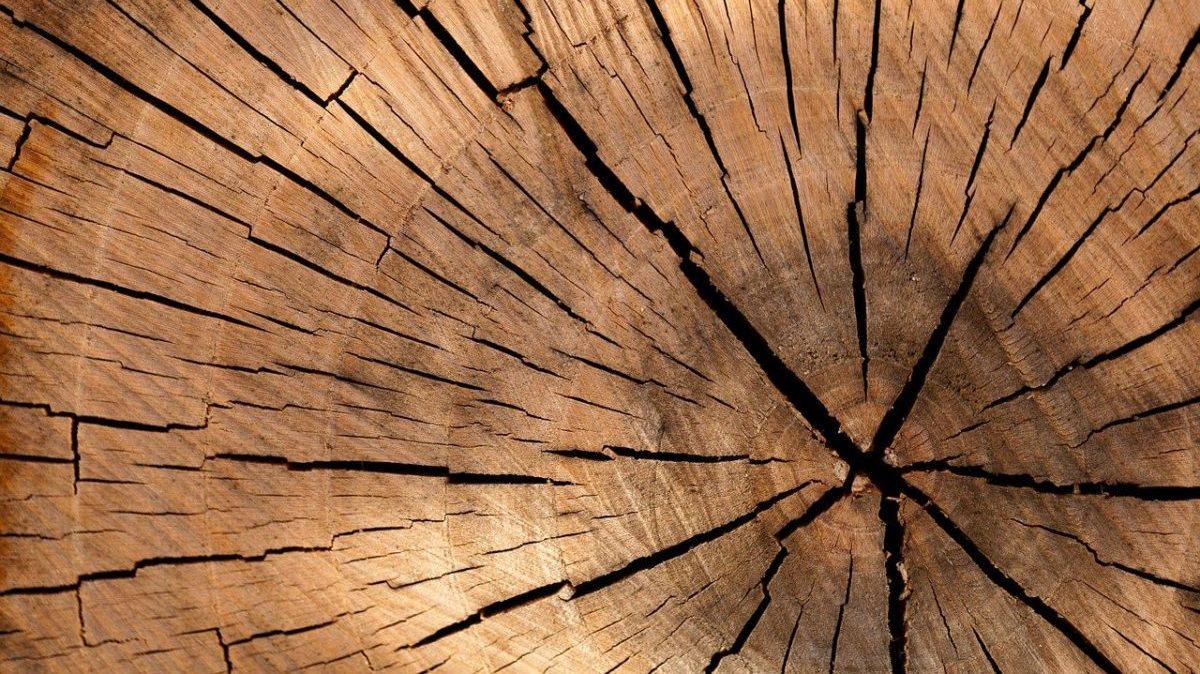 Neutralità climatica: non basta una Terra per tutti i piani di carbon offset