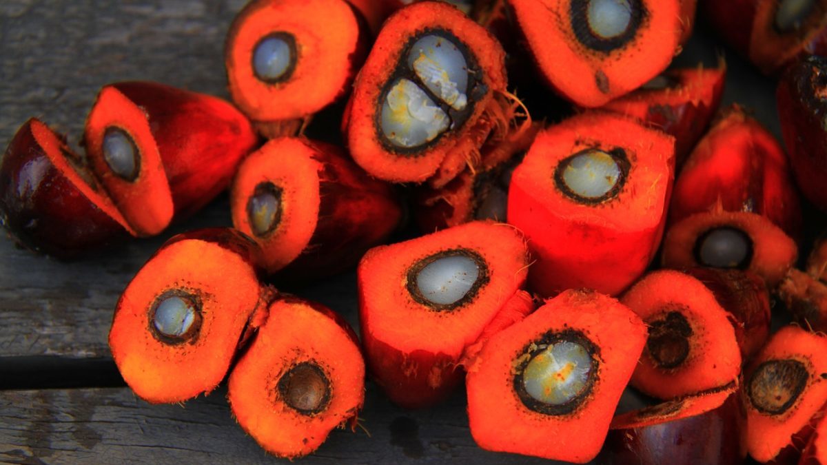 Deforestazione: CDP promuove l’industria della palma da olio