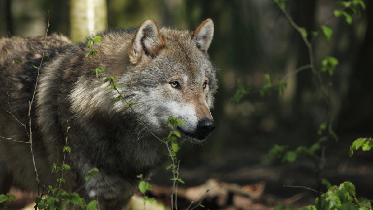 Biodiversità: solo il 3% degli ecosistemi è intatto