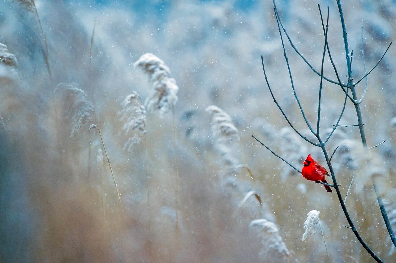 neve