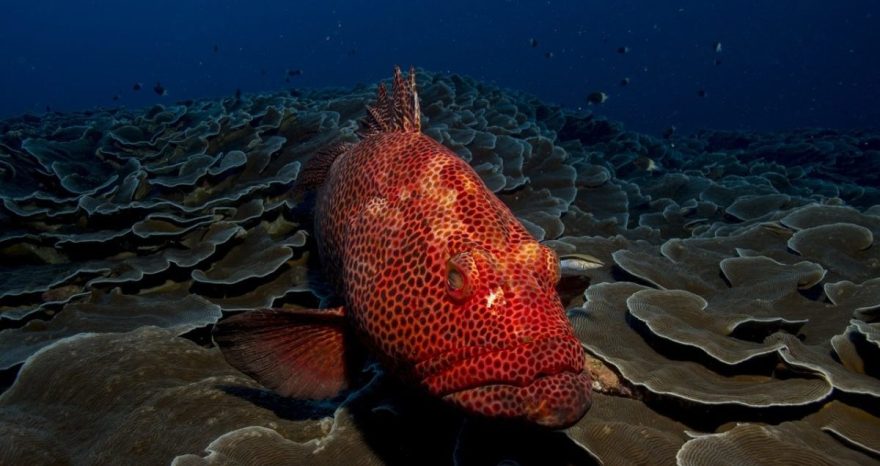 Rinnovabili • Pesca sostenibile minacciata da inquinamento chimico e microplastiche