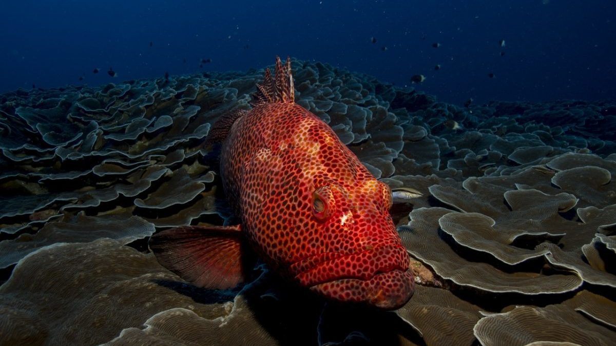 Pesca sostenibile minacciata da inquinamento chimico e microplastiche