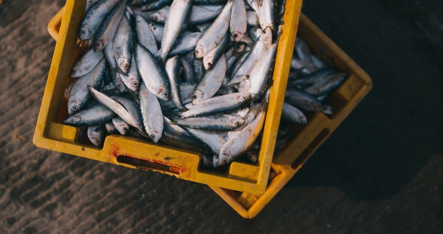 Rinnovabili • pesce italiano