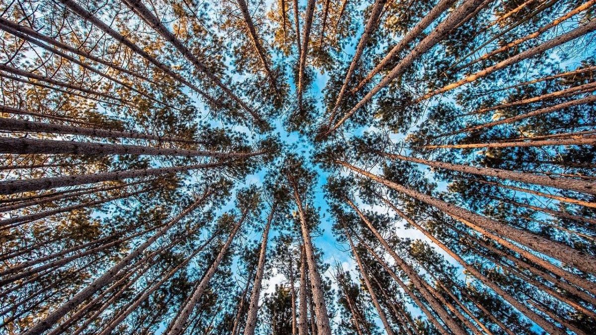 Compensazioni di carbonio: i creatori dell’ETS UE le vogliono reintrodurre