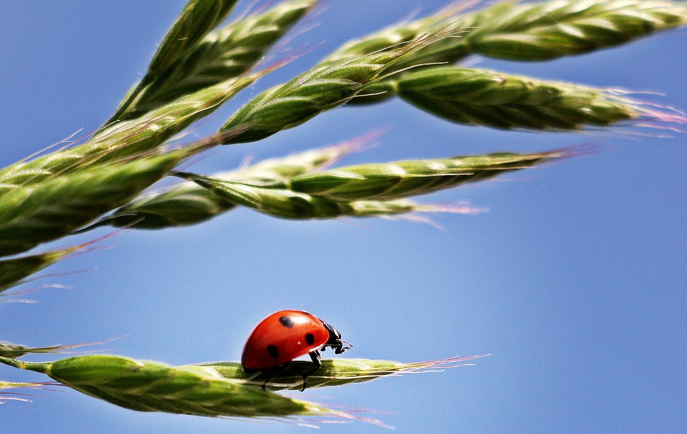 agricoltura