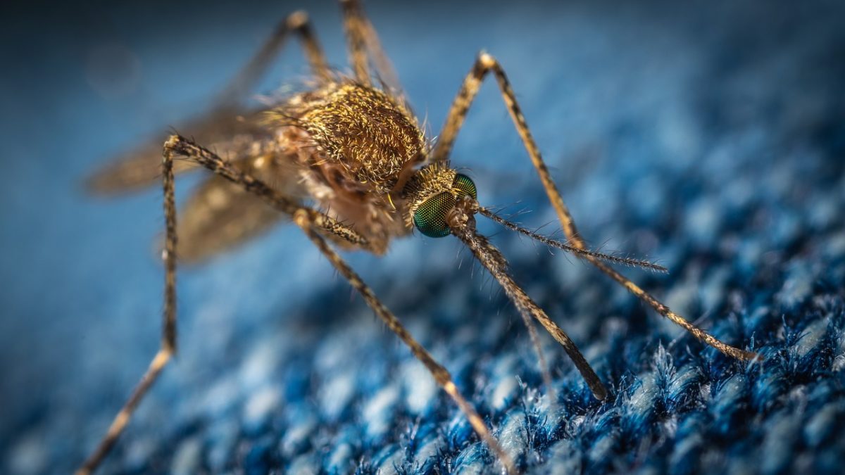 Specie aliene: la globalizzazione costa 1.300 miliardi