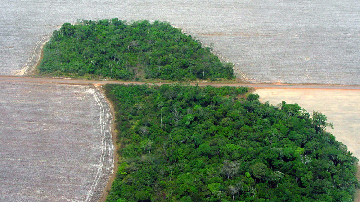 Disboscamento dell’Amazzonia: nuova legge aumenterà la deforestazione