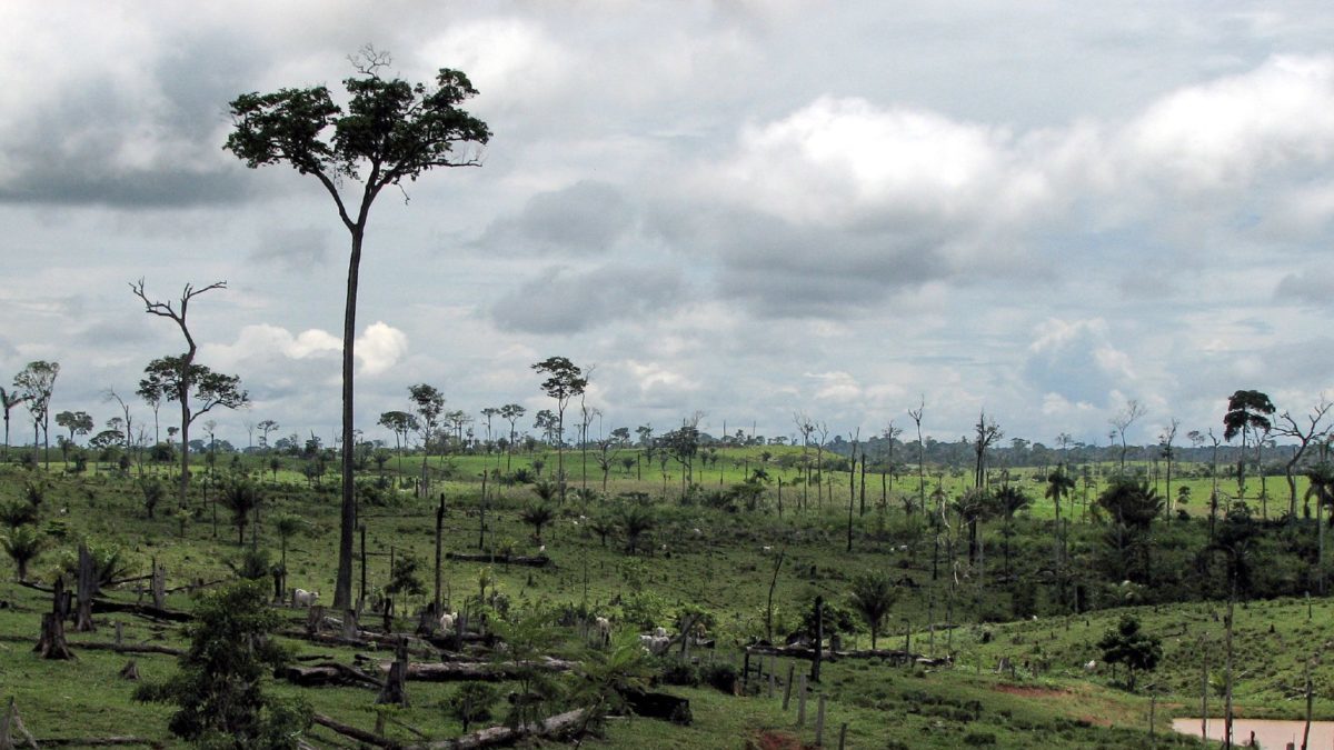 Amazzonia: da 10 anni emette più gas serra di quanti ne assorbe