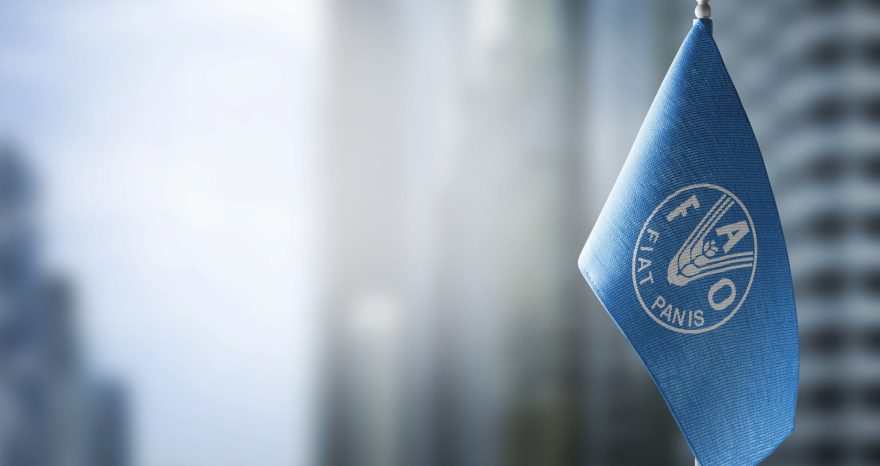 Rinnovabili • strategia nutrizionale della FAO