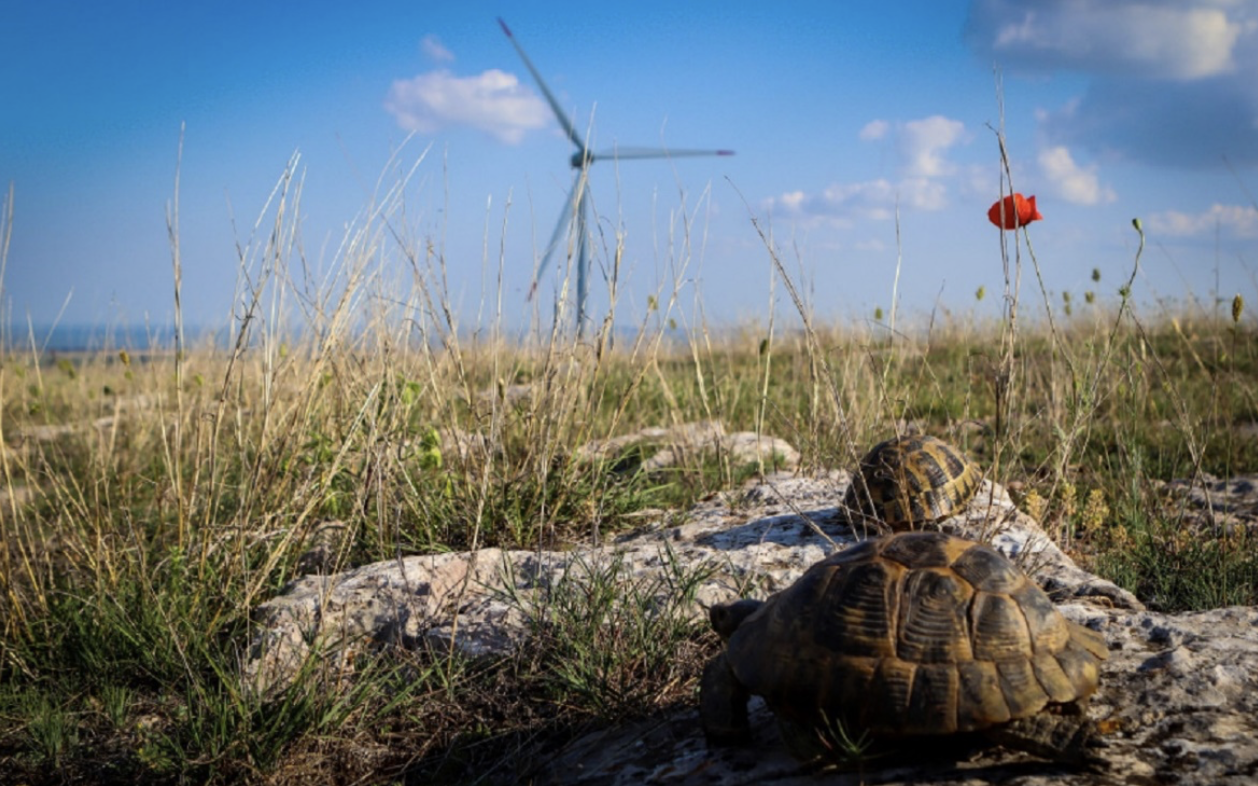 energie rinnovabili biodiversità