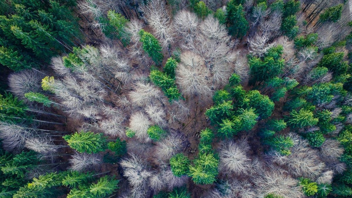 Carbon offset: il programma ETS della California è gonfiato