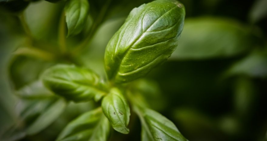 Rinnovabili • alimenti biologici