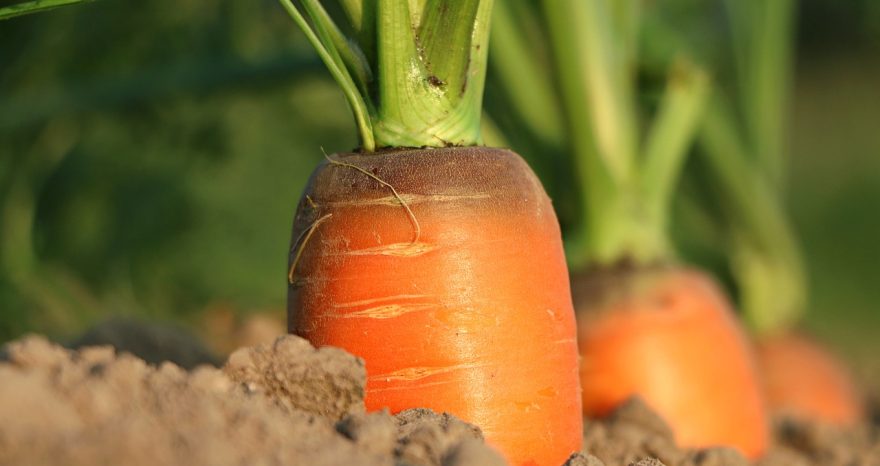 Rinnovabili • pnrr agricoltura