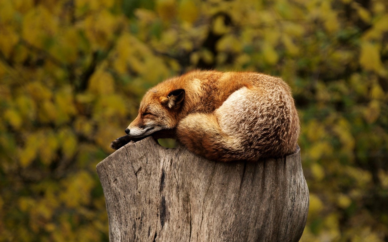 Tutela dell'ambiente e degli animali