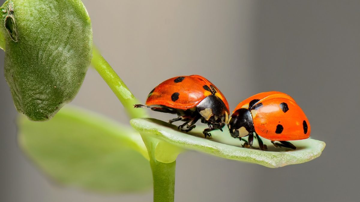 Biodiversità: i danni del sistema economico sulla diversità biologica