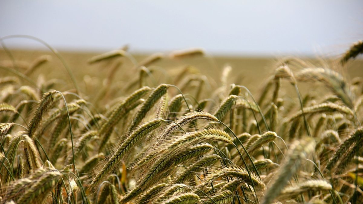 Politica agricola comune: al via l’ultimo negoziato