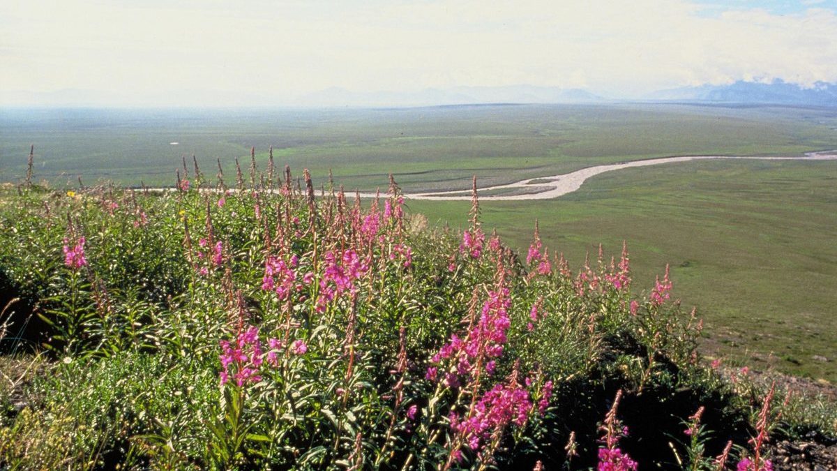 Trivelle nell’Artico: Biden salva l’Arctic Wildlife National Refuge