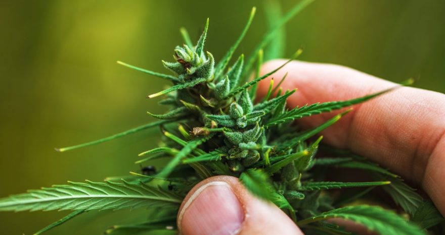 Rinnovabili • Coltivare la canapa sativa
