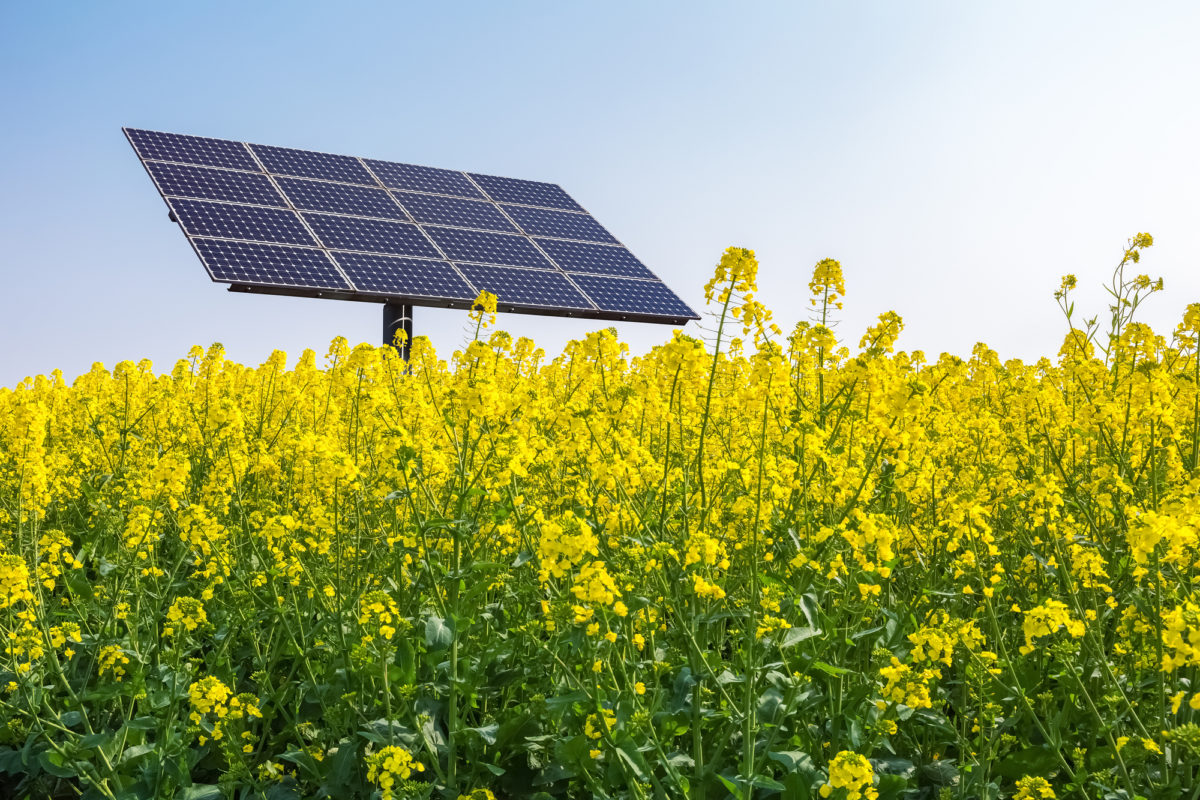 Fotovoltaico e biodiversità
