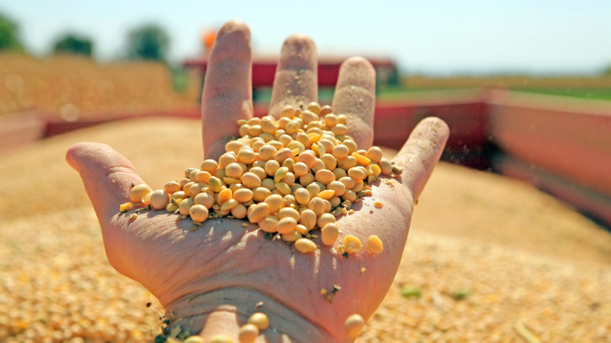 Deforestazione per l’agribusiness: il ruolo di Cina, USA e Giappone