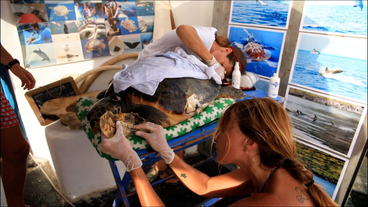 Pronto Soccorso per le tartarughe marine
