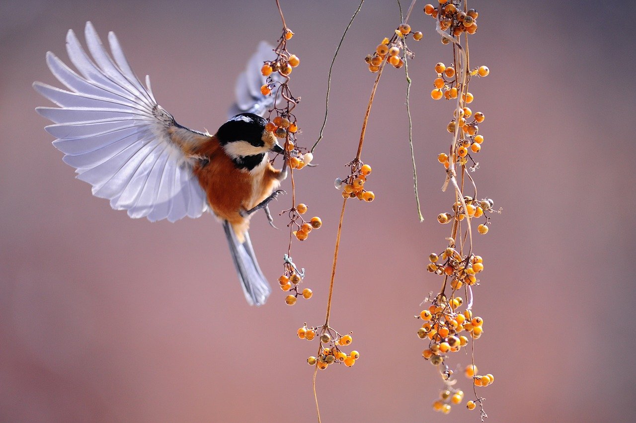 investimenti sulla tutela della natura