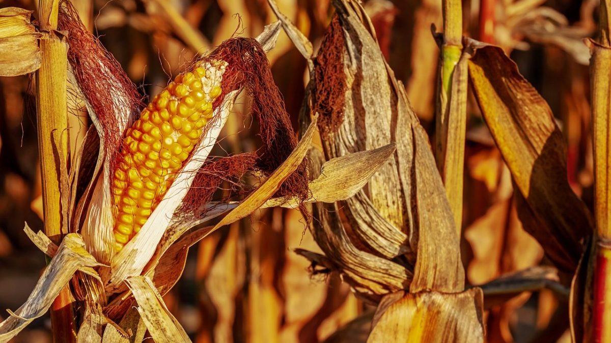 Climate change: senza adattamento, a rischio ¼ dei raccolti
