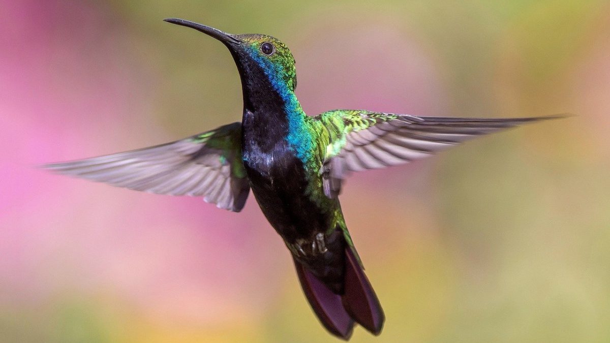 Cop15 sulla biodiversità: nessun accordo in vista