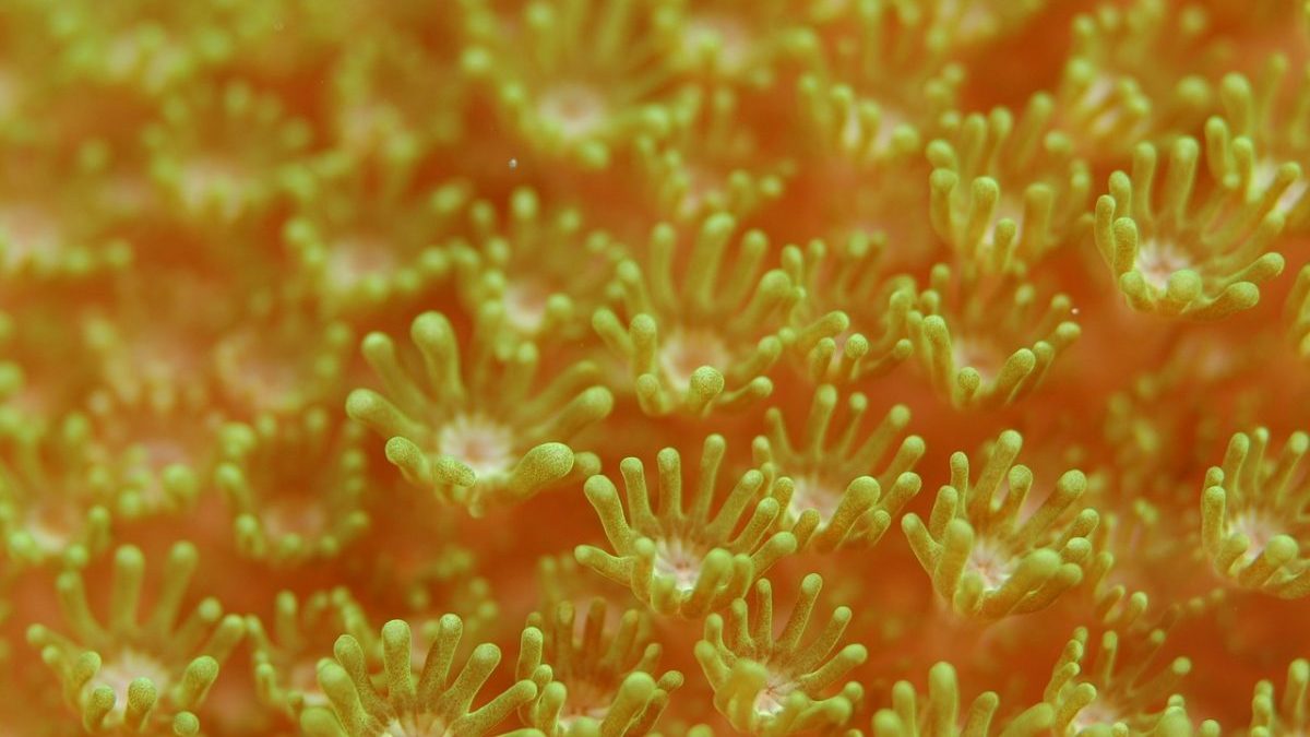 Grande Barriera Corallina: sarà tra i siti Unesco “in pericolo”