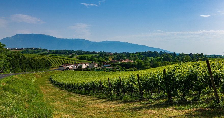 Rinnovabili • prosecco