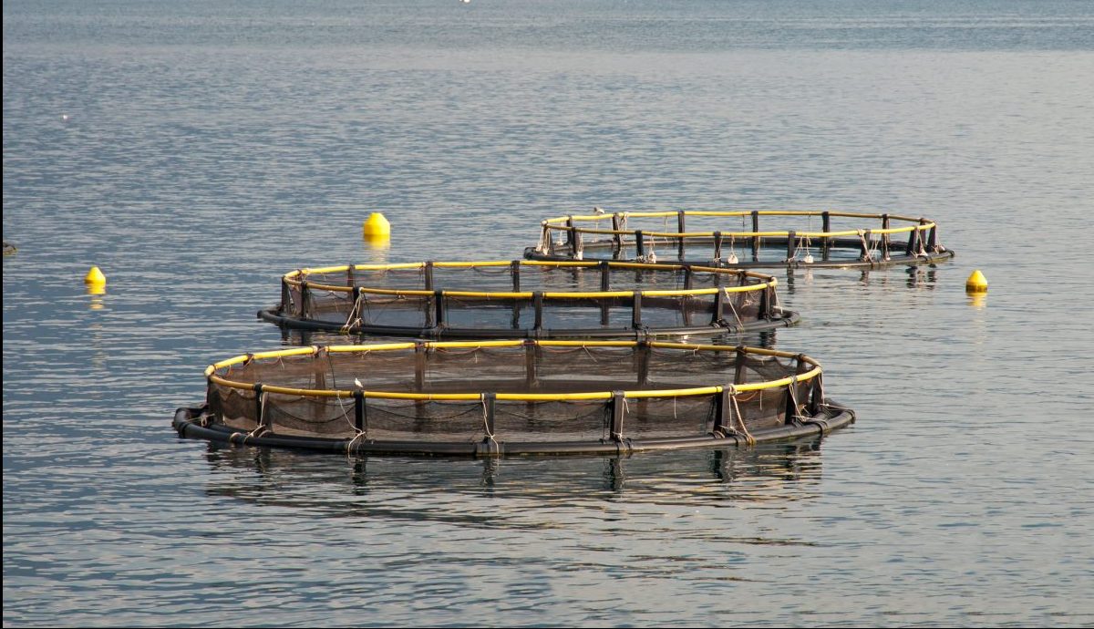 acquacoltura