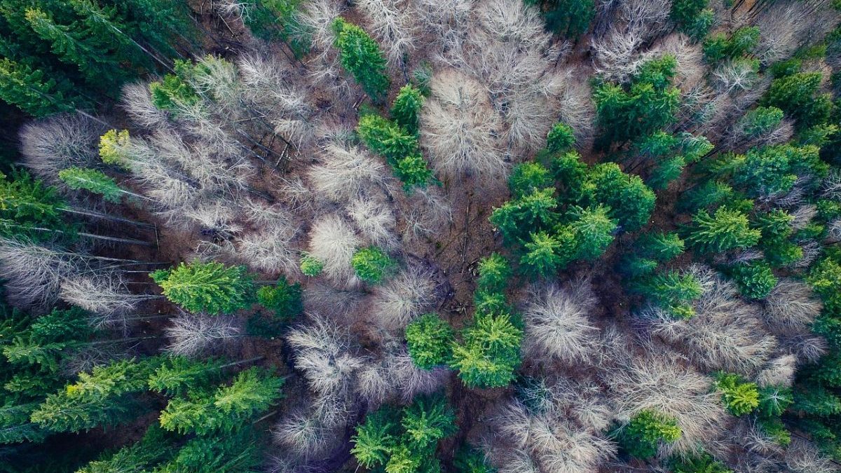 Pozzi di carbonio: l’UE fissa obiettivi vincolanti per legge