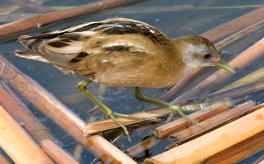 Rinnovabili • Biodiversità in Italia