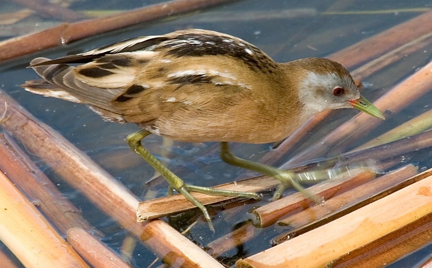 Biodiversità in Italia