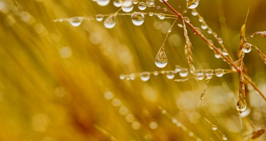 Rinnovabili • Il cambiamento climatico mette a rischio l'agricoltura