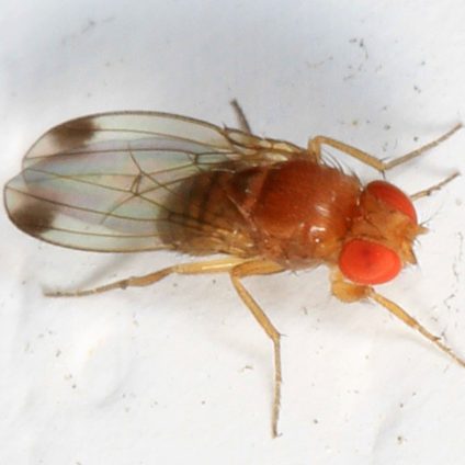 Rinnovabili • Avviato in Valle d’Aosta un progetto di lotta biologica alla Drosophila suzuki