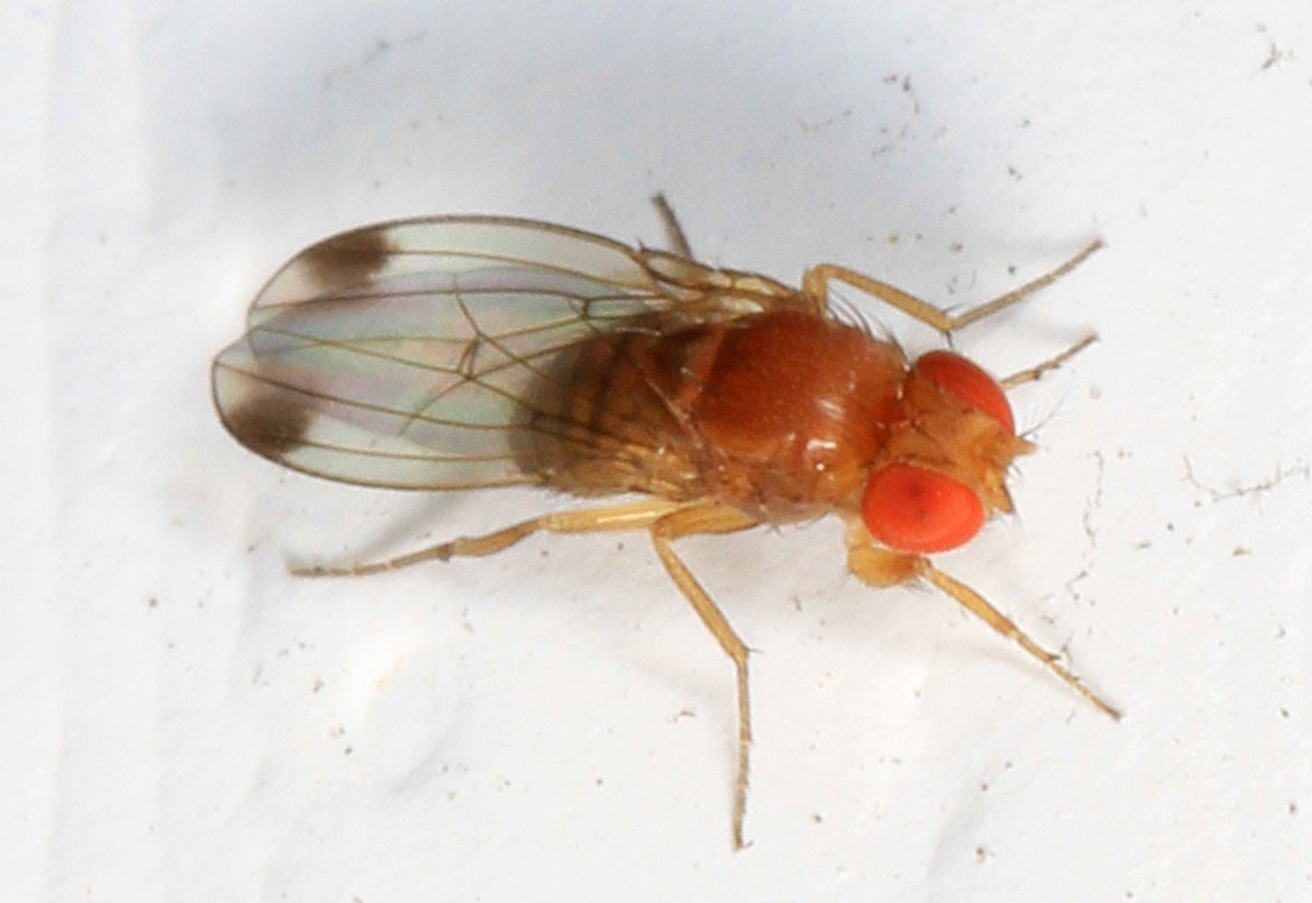 Avviato in Valle d’Aosta un progetto di lotta biologica alla Drosophila suzuki